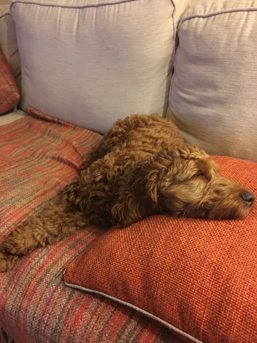 Nathanjw86's tweet photo. So jealous of this dog right now... #nowalktonight #sleepalldayupallnight #hardlife #anzil #cockapoo https://t.co/5PoDcL9cWE
