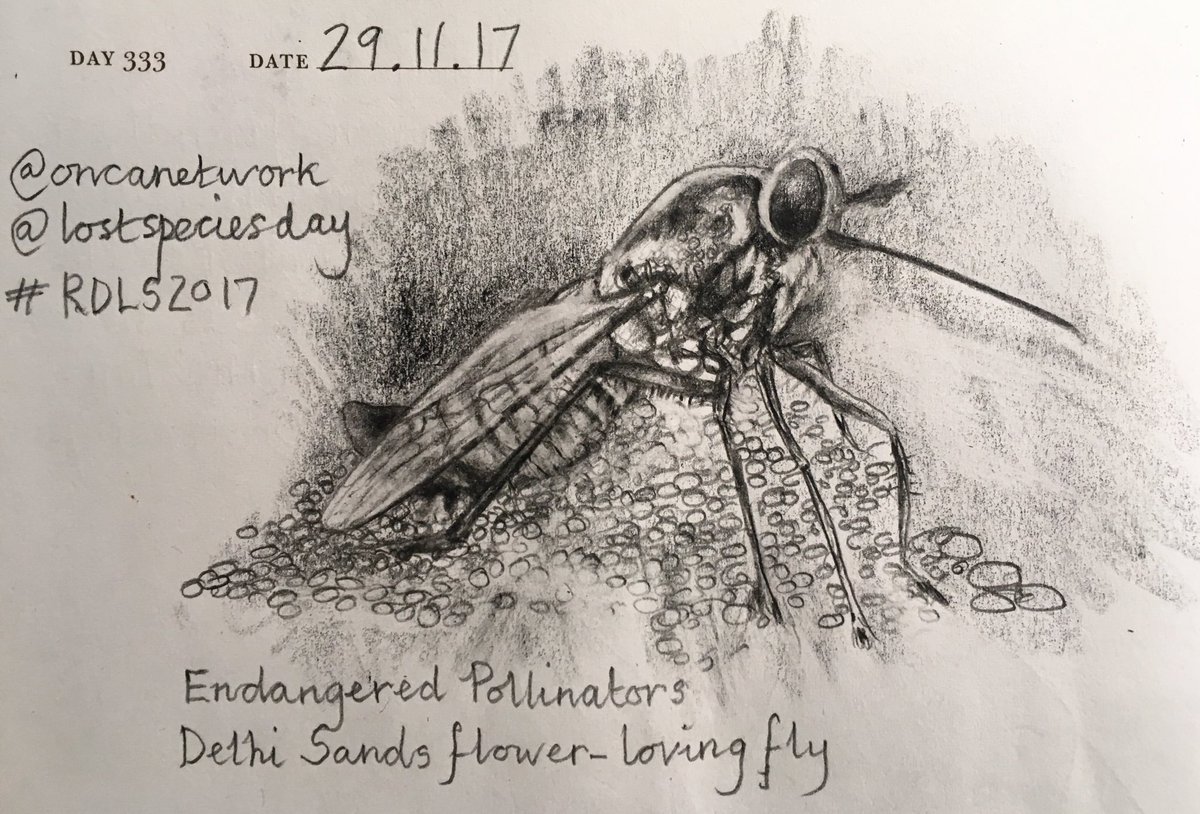 Venster67's tweet photo. One Sketch A Day_29.11.17
'Endangered Pollinators: #DelhiSandsFlowerLovingFly'
@ONCAnetwork @LostSpeciesDay #RDLS2017 https://t.co/CzDQ9W3pyV