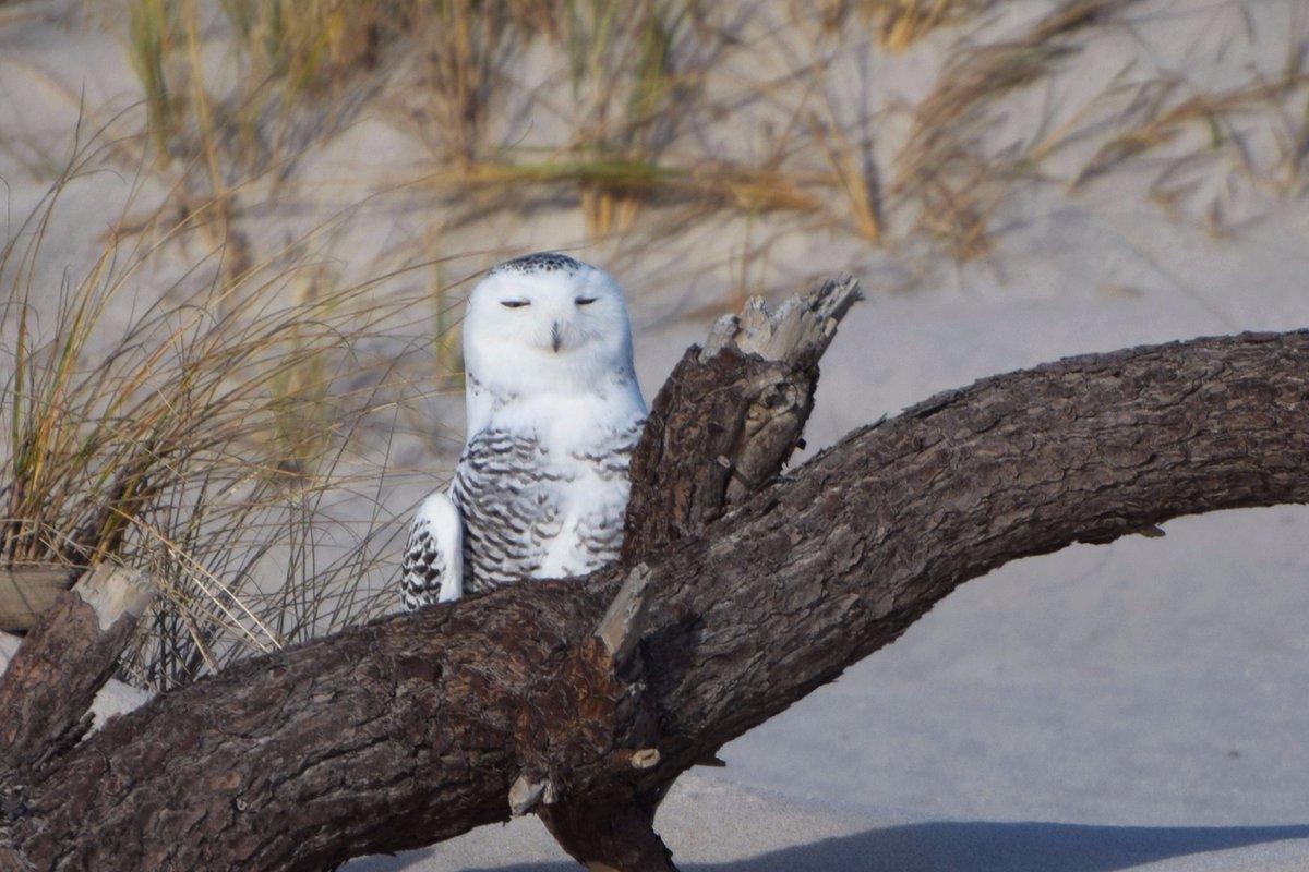 The journey to #FireIsland is long &amp; exhausting for a #SnowyOwl.  When we approach these beautiful creatures, we distract them from hunting or resting and reduce their chances for survival. Please observe all wildlife from a distance. #KeepWildlifeWild: nps.gov/fiis/planyourv…