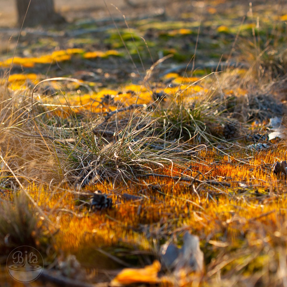 bildwasser's tweet photo. #throwback #autumn #leaves #sony #photography #NaturePhotography https://t.co/fUfXEAdkl0