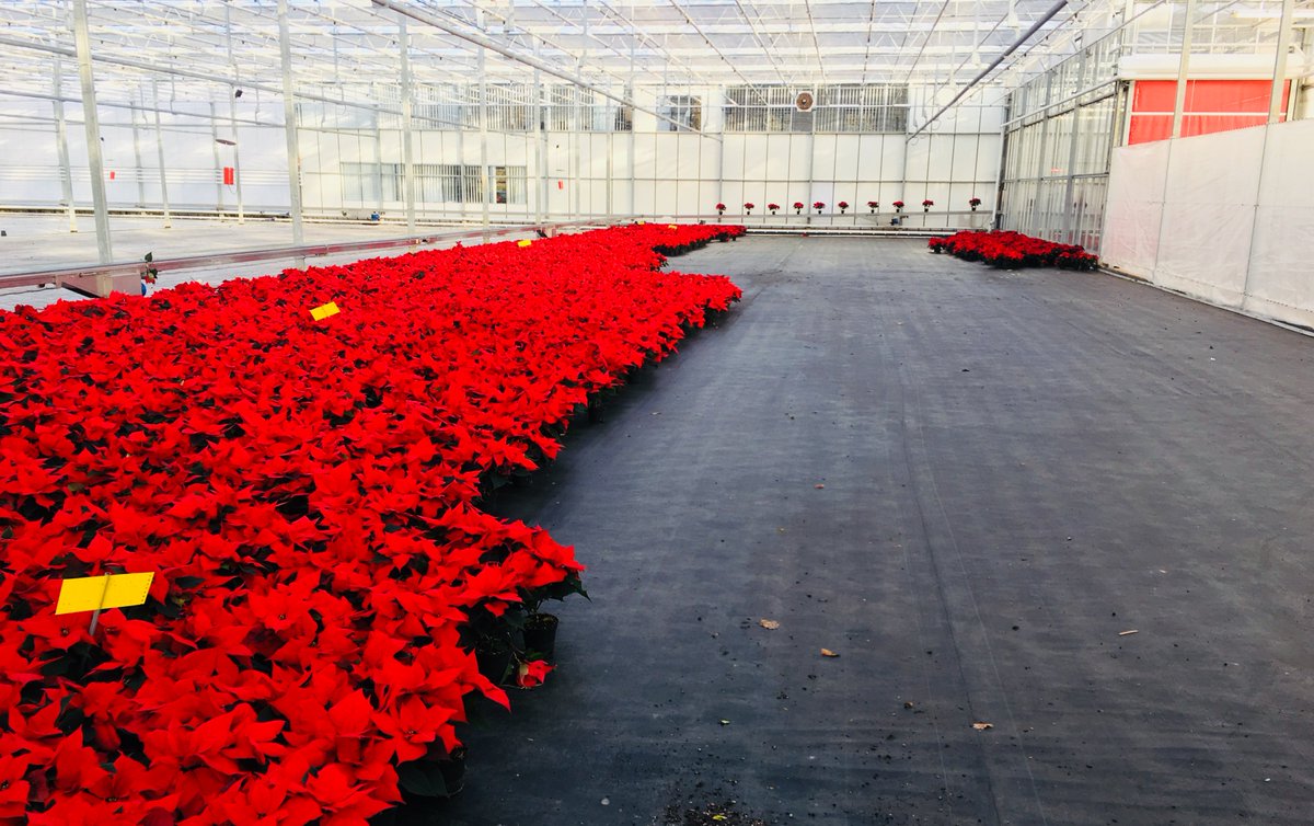 Going going gone.. 😳 #poinsettias #christmas