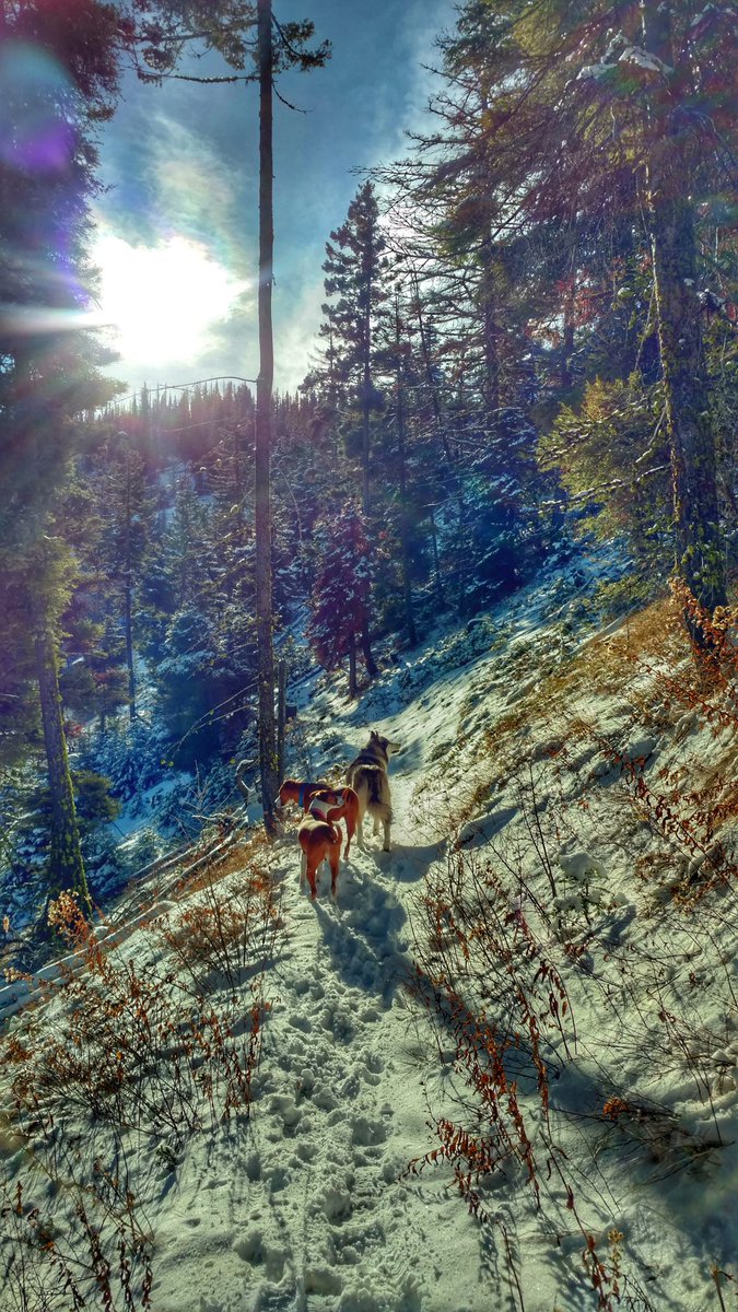Trixie_Charlie's tweet photo. First hike of the year requiring #MushersSecret for my two. Lucky @YutahW for being built for winter. ๐คท #coldtootsies #pnw #WinterIsHere #missionridge #dogsoftwitter #forest #snow #hiking #hikingwithdogs @AmericanHiking @dogcelebration https://t.co/3e8pjHhCQH