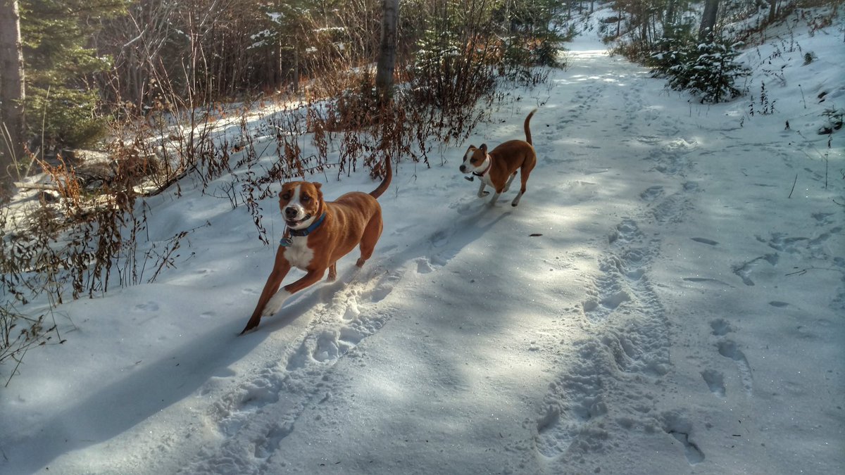Trixie_Charlie's tweet photo. First hike of the year requiring #MushersSecret for my two. Lucky @YutahW for being built for winter. ๐คท #coldtootsies #pnw #WinterIsHere #missionridge #dogsoftwitter #forest #snow #hiking #hikingwithdogs @AmericanHiking @dogcelebration https://t.co/3e8pjHhCQH