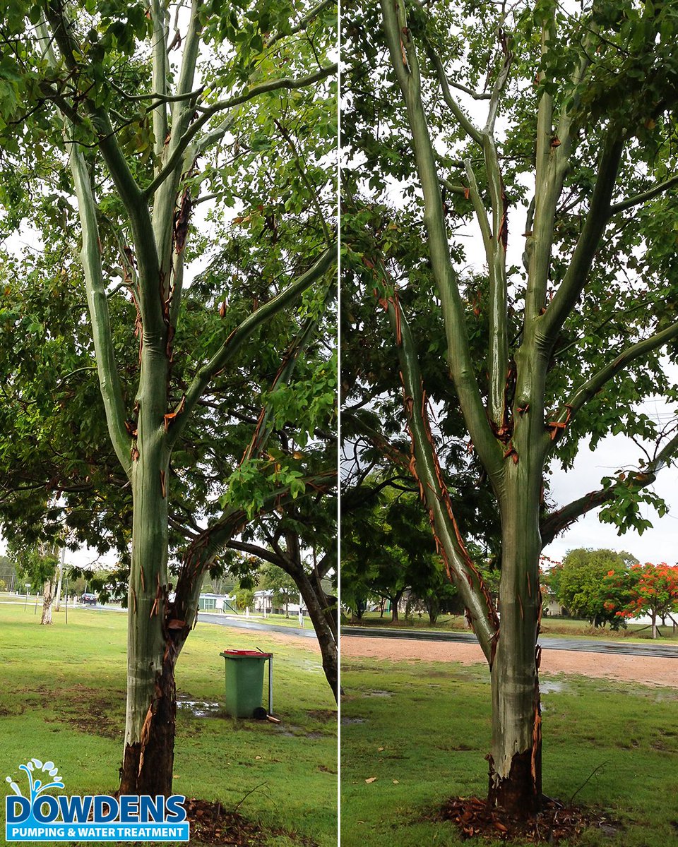 DowdensGroup's tweet photo. Great to see some decent #rain falling in #CentralQueensland recently - this #gumtrees trunk (Centenary Park, #Nebo #QLD) turned #green when the #rains arrived. #DowdensPumping #Mackay installed a #park #irrigation system here in 2015, #DowdensGroup #Est1973 #pumping 🇦🇺💦👍 https://t.co/DjDCQk5Mku
