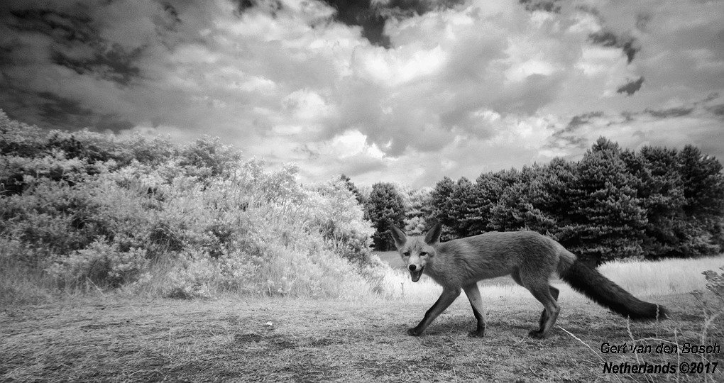 An infrared Fox 🇳🇱(made this with a modified camera)