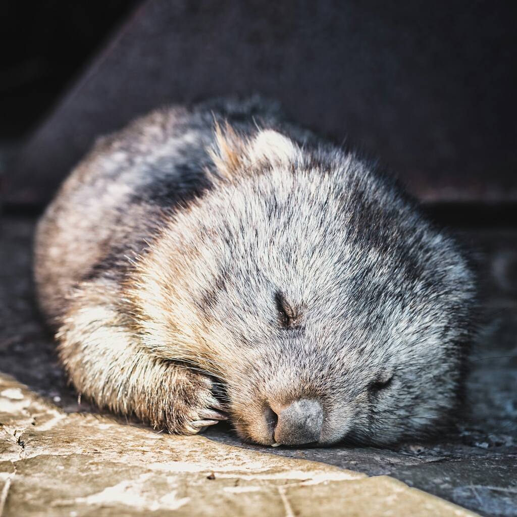 today_tasmania's tweet image. A gorgeous sleeping wombat on Maria Island this week thanks to Tom and Ella who says &quot;Morning: slept 💤 too lazy to get up • Noon: went out, scratched on a branch after lunch 🌱&quot;
#Tasmania pic: instagram.com/tom.ella.momen…