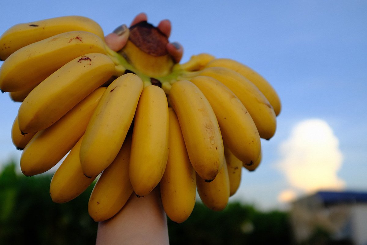Bananacoin_Eng's tweet photo. TOKEN SALE ON NOW ...
Invest in the world's first 100% organic and eco 🍌token. 
Bananacoin.io is a banana plantation in Laos that has released ethereum-based tokens that are tied to the export price of 1kg of bananas.
Buy #bananacoin now at https://t.co/oJgEpLjgeu https://t.co/fdhuzvm7nl