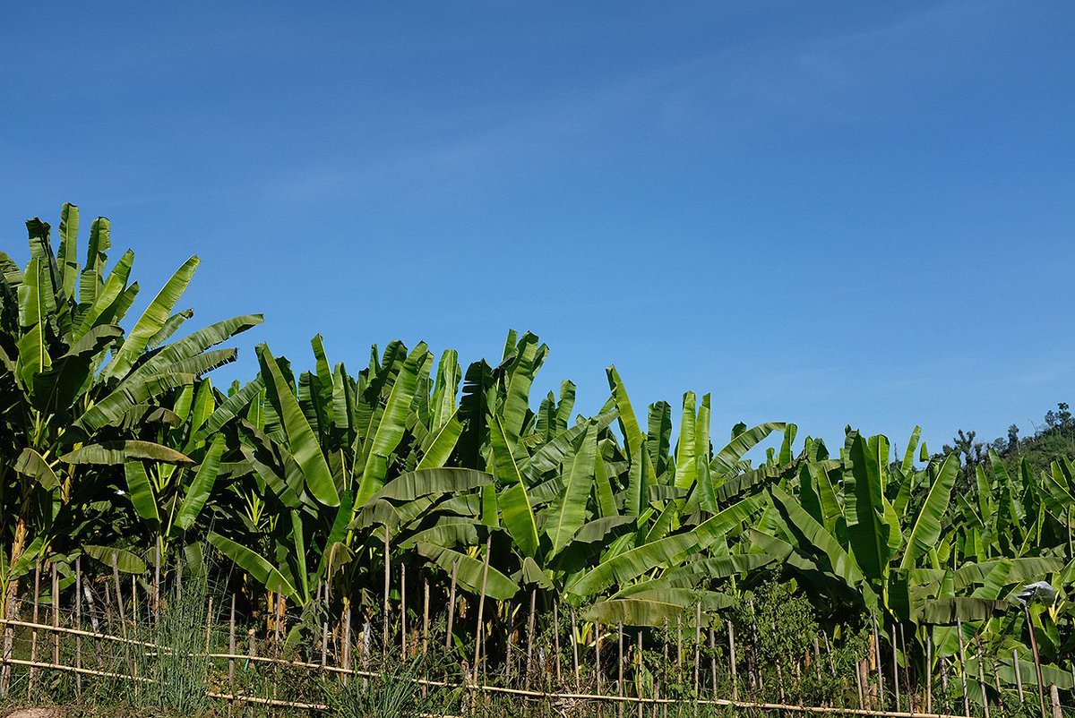Bananacoin_Eng's tweet photo. TOKEN SALE ON NOW ...
Invest in the world's first 100% organic and eco 🍌token. 
Bananacoin.io is a banana plantation in Laos that has released ethereum-based tokens that are tied to the export price of 1kg of bananas.
Buy #bananacoin now at https://t.co/oJgEpLjgeu https://t.co/fdhuzvm7nl