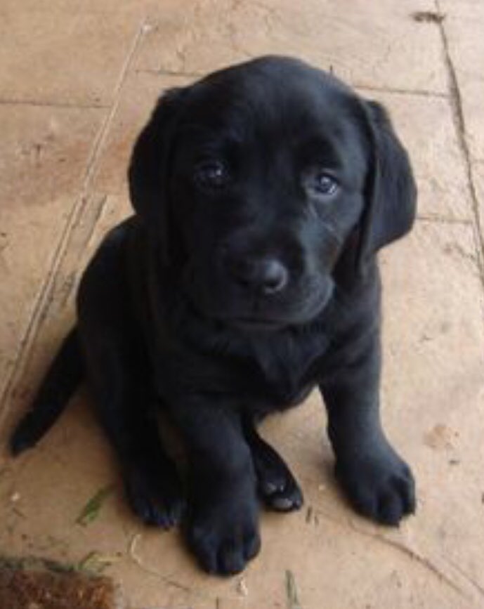 Sophie Charde tweet media