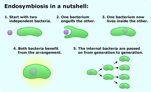 apchloroplast17's tweet photo. Chloroplast came about from endosymbiosis. Here’s more info on the process:

#SPHSOrganelleVote2017 https://t.co/UY4mctlKsS
