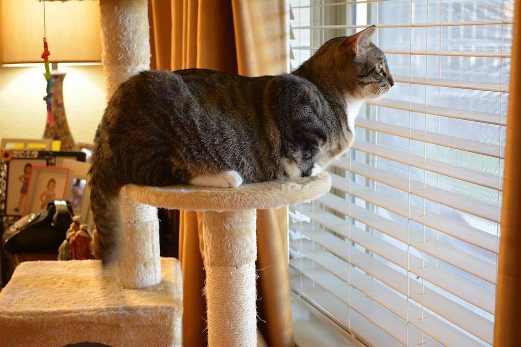 omarg's tweet photo. Stalker. #nofilter #chuy #catsofinstagram #catsagram #kittytower https://t.co/OJdY2YvpYn https://t.co/k4auwMmxuB