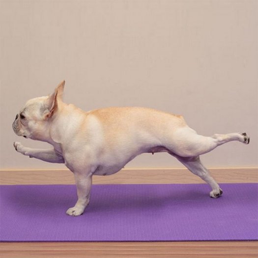 mirror_muscles's tweet photo. Even the dog is mastering the techniques!  - for real fitness advice, traininf advice, online workout guides, video information, nutrition - check out https://t.co/Y07DyTmsgs #mirrormuscles #workout #nutrition #exercise #weightloss #personaltrainer #onlinefitness #gym #nutrition https://t.co/6IwVLtrSJh