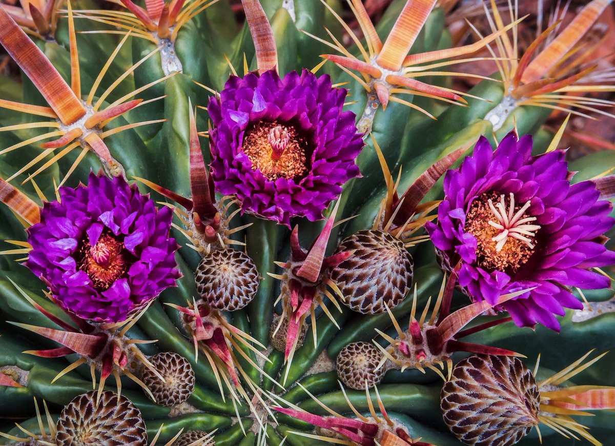 Desert Botanical Garden On Twitter What S In Bloom A Few More Ferocactus Latispinus Blossoms Were Spotted On Our Trails This Week Desertbotanicalgarden Https T Co Cqlo3mszjj