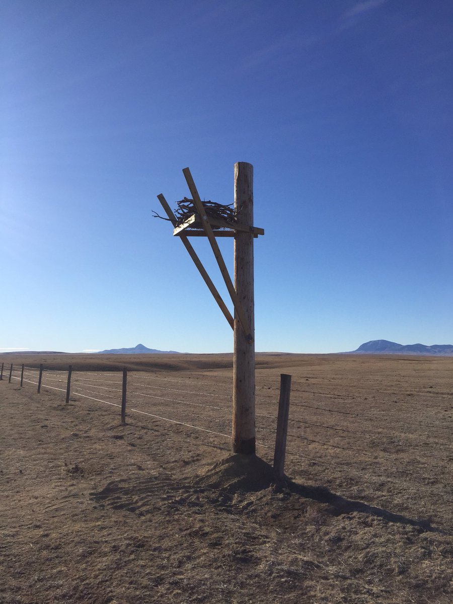 MULTISAR's tweet photo. A big thank you to @EQUSREA (shout out to Ben and Dave!) for installing several ferruginous hawk platforms today, which will provide secure nesting sites for this #speciesatrisk #freepestcontrol https://t.co/kj9RifudR4