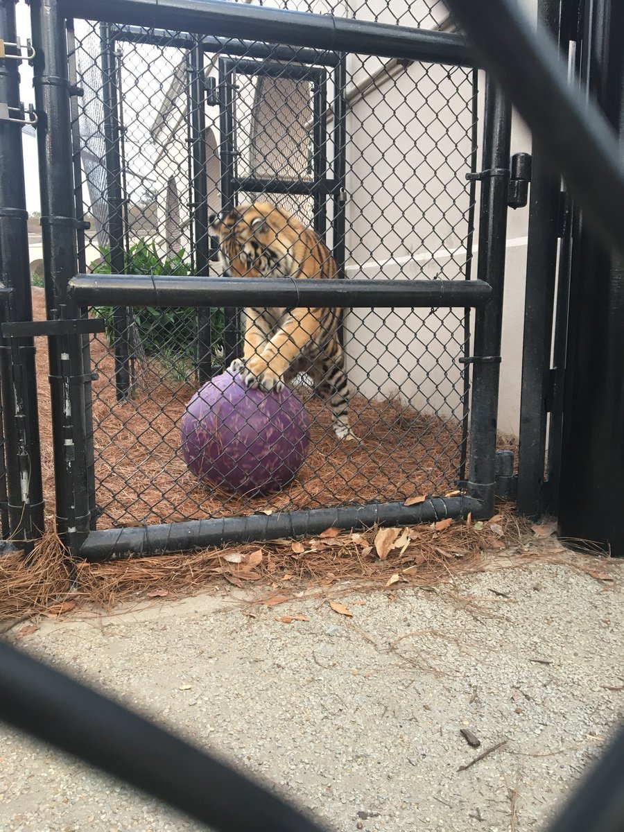 Louisiana Endowment for the Humanities (@la_humanities) on Twitter photo Thank you <a href="/ManshipSchool/">LSU Manship School of Mass Communication</a> for assisting <a href="/PrimeTimeRead/">Prime Time Reading</a> with a communication. Geaux Tigers! <a href="/MikeTheTiger/">Mike VII</a> Thank you <a href="/ManshipSchool/">LSU Manship School of Mass Communication</a> for assisting <a href="/PrimeTimeRead/">Prime Time Reading</a> with a communication. Geaux Tigers! <a href="/MikeTheTiger/">Mike VII</a>