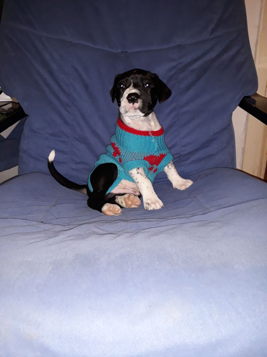 acudame's tweet photo. Bowie tan solo tiene mes y medio. Es un cachorrito que de adulto será de tamaño mediano-grande. Ya está listo para irse adoptado a una familia q lo cuide x el resto de su larga vida. No te puedes resistir?ADOPTA https://t.co/HwJskrCb0s