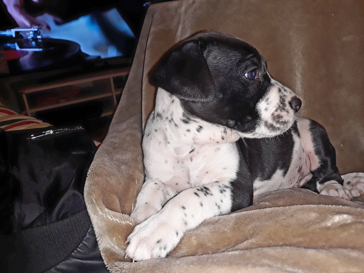 acudame's tweet photo. Bowie tan solo tiene mes y medio. Es un cachorrito que de adulto será de tamaño mediano-grande. Ya está listo para irse adoptado a una familia q lo cuide x el resto de su larga vida. No te puedes resistir?ADOPTA https://t.co/HwJskrCb0s