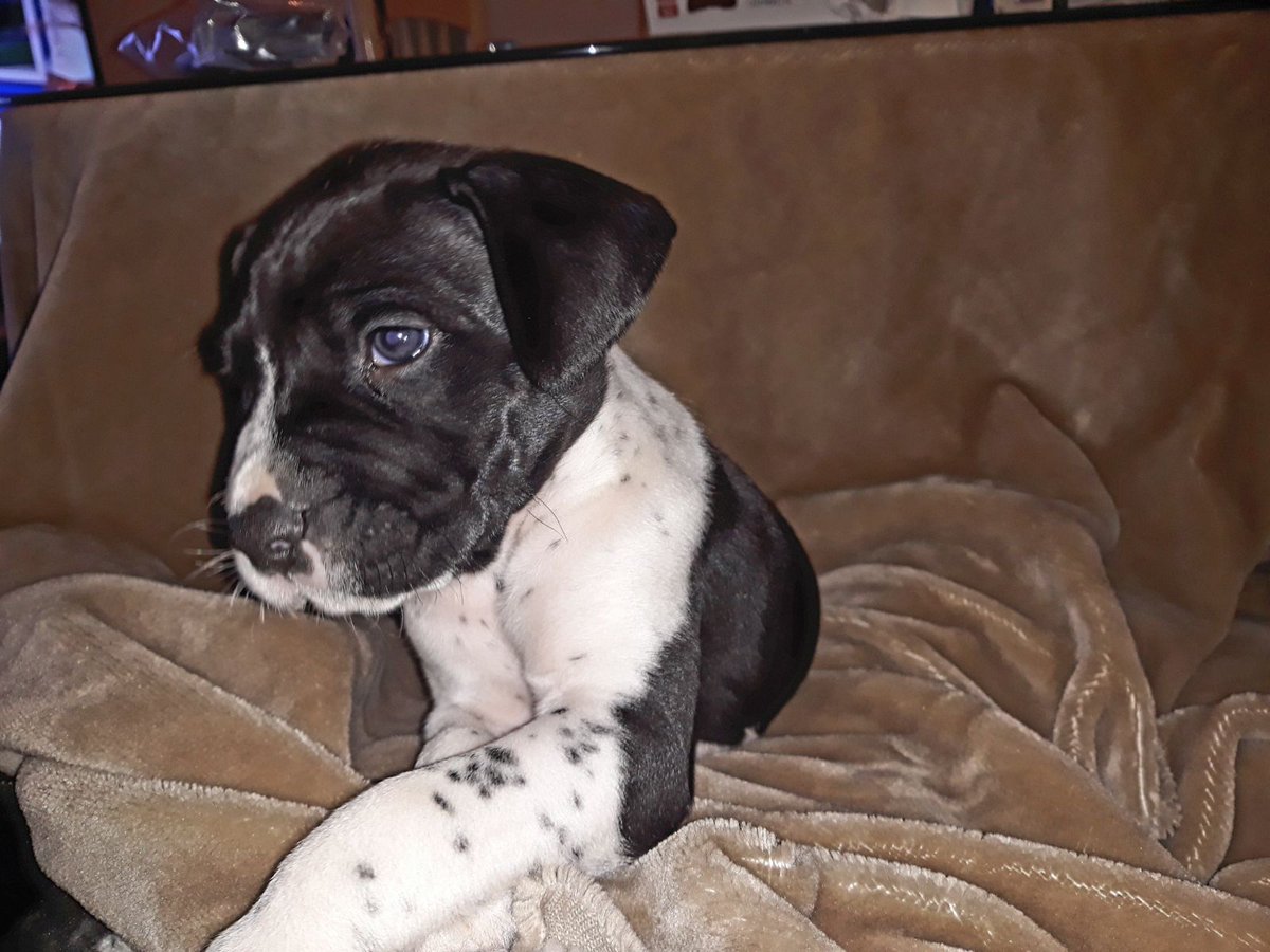 acudame's tweet photo. Bowie tan solo tiene mes y medio. Es un cachorrito que de adulto será de tamaño mediano-grande. Ya está listo para irse adoptado a una familia q lo cuide x el resto de su larga vida. No te puedes resistir?ADOPTA https://t.co/HwJskrCb0s