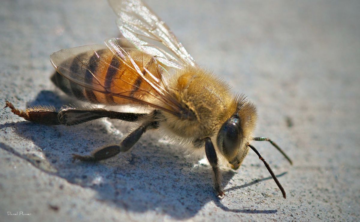 wxtwesttexas's tweet photo. The #AfricanizedBees #Bees found in the Southwest United States attack in swarms if they feel defensive. https://t.co/TdnklwyIz5