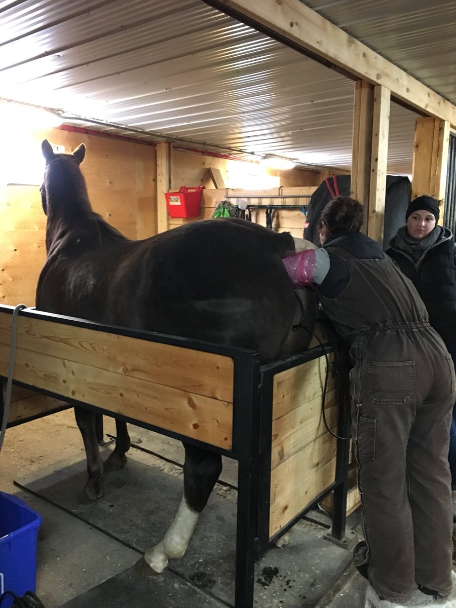 A day off from hauling grain means preg checking H9 and Taco getting her ultrasound.  Babies all around here!