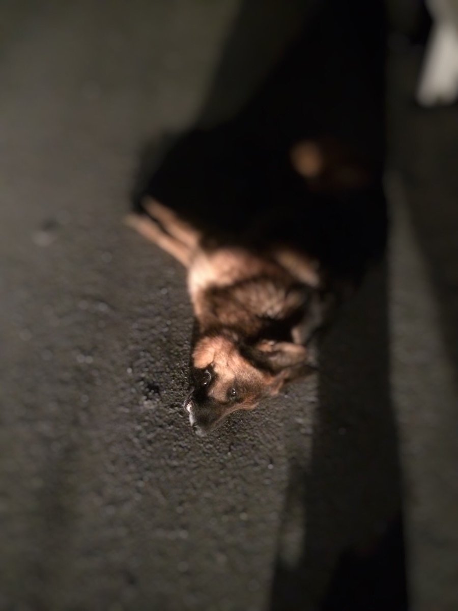 musakbcn's tweet photo. Bugün arnavutköy yolu üzerinde evime dönerken karşıdan karşıya geçmeye çalışan bu köpek aniden arabaların arasında kalarak çaresizce nereye gideceğini şaşırmış vaziyetteydi o esnada sol çaprazımda ki araç aniden önüme kırıp köpeğe çarpmamaya çalıştı. https://t.co/zONFUavrrP