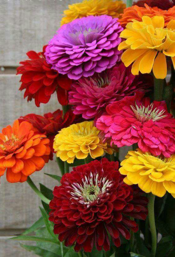 Dawan On Twitter Good Evening Dear Angel And Friends Nice