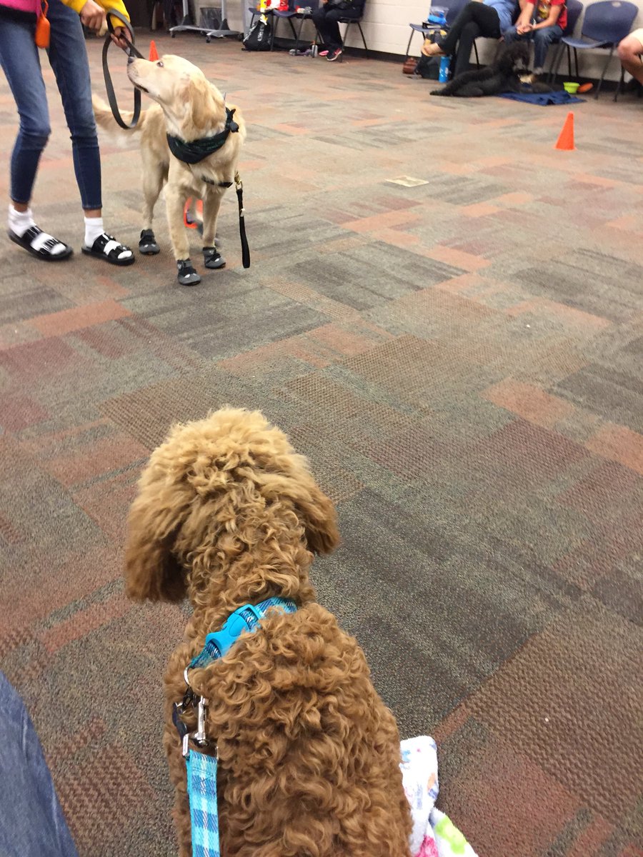 HammyPoodle's tweet photo. Ok, walk, walk , walk . Stop, look and sit. I got this, let’s go next. #servicedog #servicedogintraining #servicedogtraining #hammytheservicepoodle #foundationforservicedogsupport #poodle #apricotpoodle https://t.co/LNbFtYOGLU