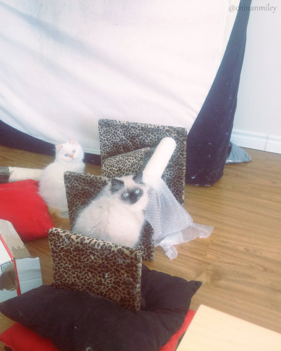 chinanmiley's tweet photo. #WhiskerWednesday When they were so small!!

Their videos: https://t.co/90meC2Xh3E

#cats #catsoftwitter #kittens #katze #냥스타그램 #ねこ部 https://t.co/ywtgz3jRXg