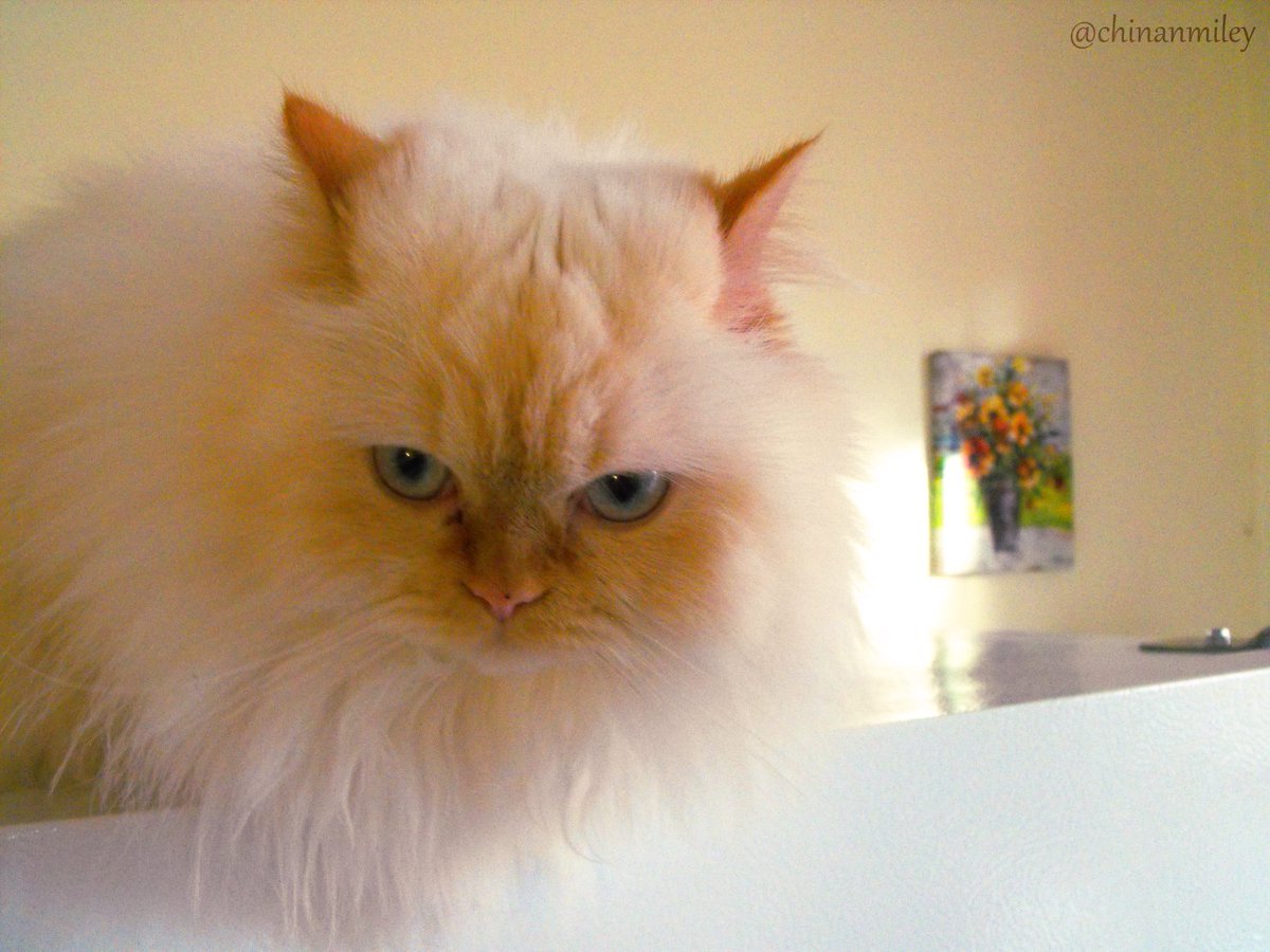 chinanmiley's tweet photo. #WhiskerWednesday China, you beautiful soul <3

Her videos here: https://t.co/90meC2FGc6

#cats #catsoftwitter #kittens #katze #냥스타그램 #ねこ部 https://t.co/Old7tdt8IZ