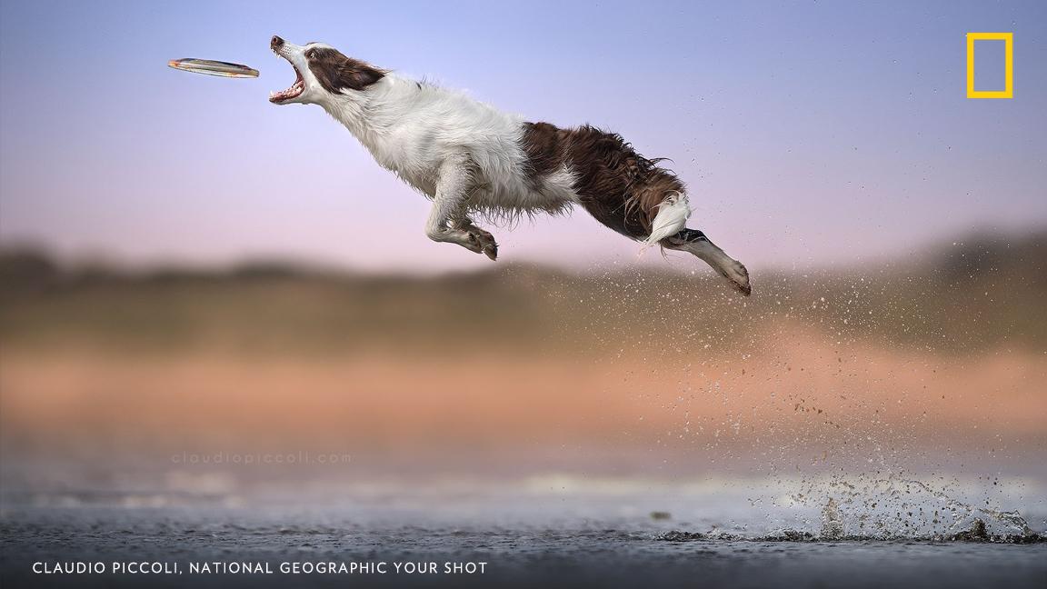 NatGeoHistory's tweet photo. Photographer Claudio Piccoli's work shows dogs in action as they leap into the air after frisbees and tennis balls. https://t.co/ZpeJnkuLUn https://t.co/ARPDgjv52V