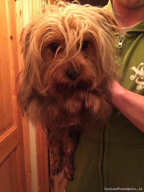 lostfoundpets's tweet photo. A male dog was found on 11/11/2017 in Derry Road Just Passed The Turn Inn, #Derrinturn, Kildare https://t.co/fr468Q55iU #fpie https://t.co/4VQvR2xbdf