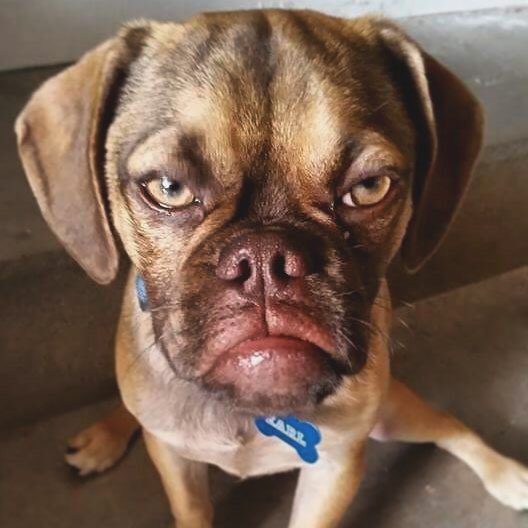 Danny_Turo_'s tweet photo. Si no compartes este perrito el tuyo morirá https://t.co/dqFJSt8c53