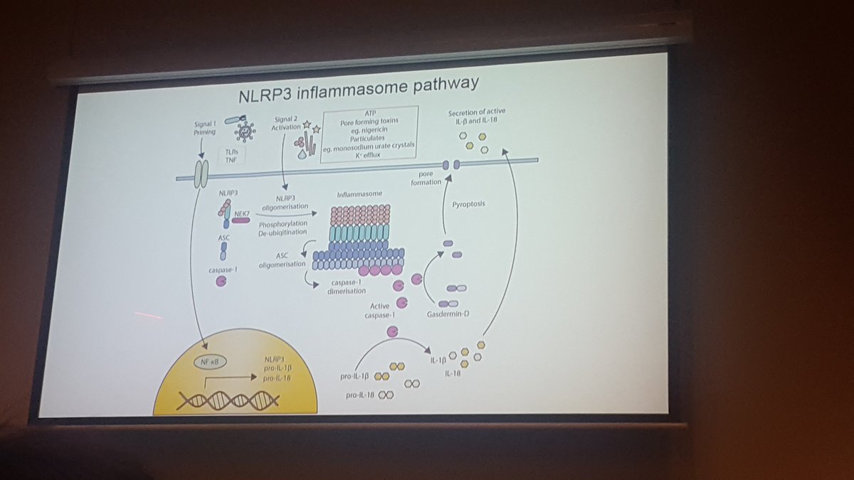 DivyaRamnath's tweet photo. Innate immunity session: Last, but not the least @Rebecca_Coll from the @inflammasomelab in the @IMBatUQ presents her work on NLRP3 inflammasome signalling! #ASI2017QLD Fantastic talk! ;-) @dave_boucher @Kate08222499 https://t.co/G2T75jxUTj