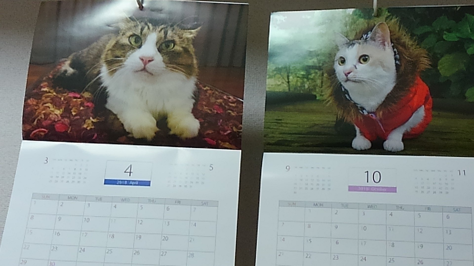 家猫ちか V Twitter ボス吉とネコ吉のカレンダーお気にのページです