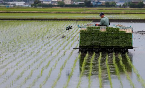wef's tweet photo. China has developed a rice that grows in seawater https://t.co/cTx4amIsoE #agriculture https://t.co/IYjcmysFr0
