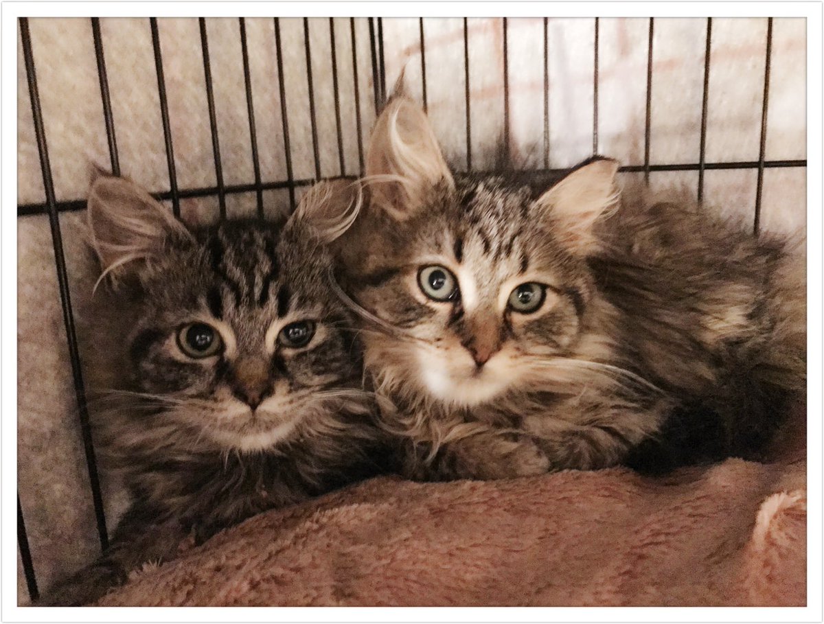 kitkatjp's tweet photo. Taco and Tuesday https://t.co/zv8JX05Lyb
