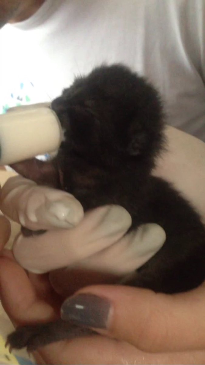 ajuliacardoso's tweet photo. ‼️⚠️!!!IMPORTANTE!!!‼️⚠️
Eu e meus amgs achamos 3 gatinhos numa lixeira próximo a UNIRIO hoje porém não temos condições de ficar com eles. Caso alguém queira favor entrar em contato! Quem puder dar RT também já estará ajudando muito! Obrigada desde já 💙 https://t.co/XamPFnhTMA