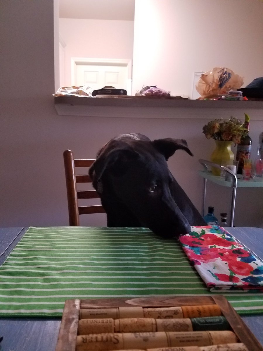 TreemilyH's tweet photo. Shout out to my mom telling other people my dog is a very good boy just days after he jumped on the table and stole bacon right before her eyes. #trickydog #nicenana #grandpup https://t.co/v07RHnUXTa
