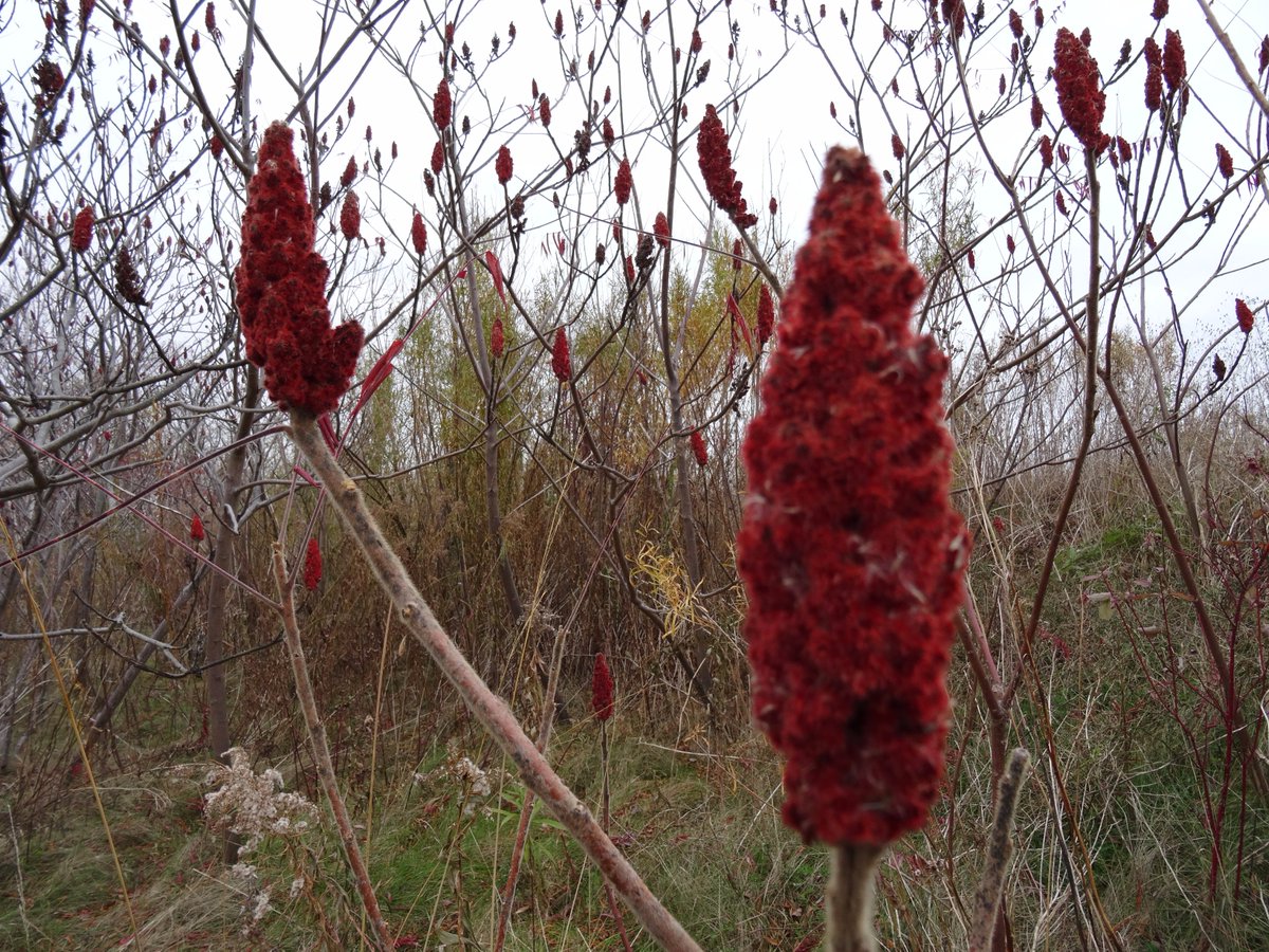 mressabhai's tweet photo. Nature is a calming place that everyone needs to experience, that's why we're acting as consultants to Tommy Thompson Park~ @TRCA_TTP
#NTFFTT #RotmanIThink #TommyThompsonPark #nature #calm https://t.co/yForhmwxVG