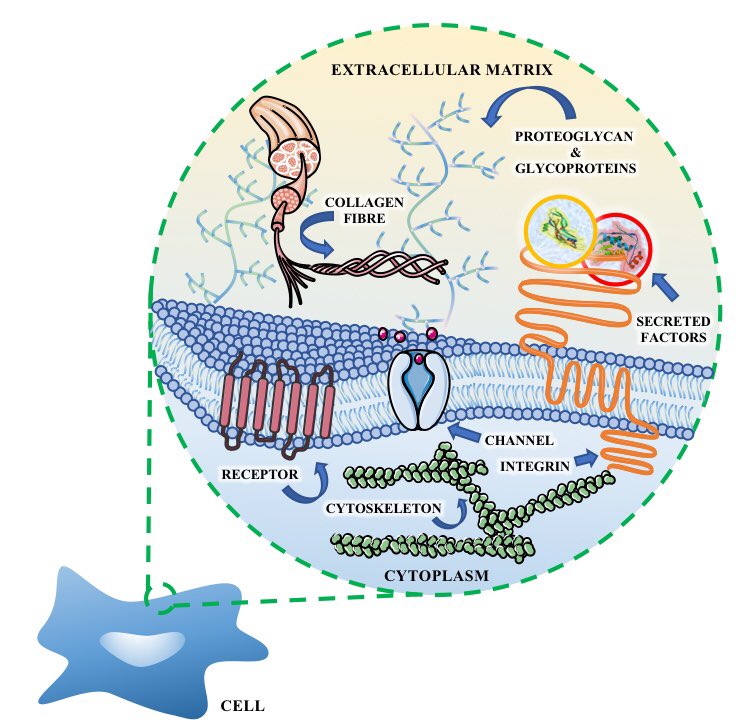 Presentation ready for <a href="/MBIreland/">Matrix Biology IRL</a> talk on Friday! #ExtracellularMatrix &amp; #TissueEngineering. Session VI. #LoveIrishResearch #ServierMedicalArt