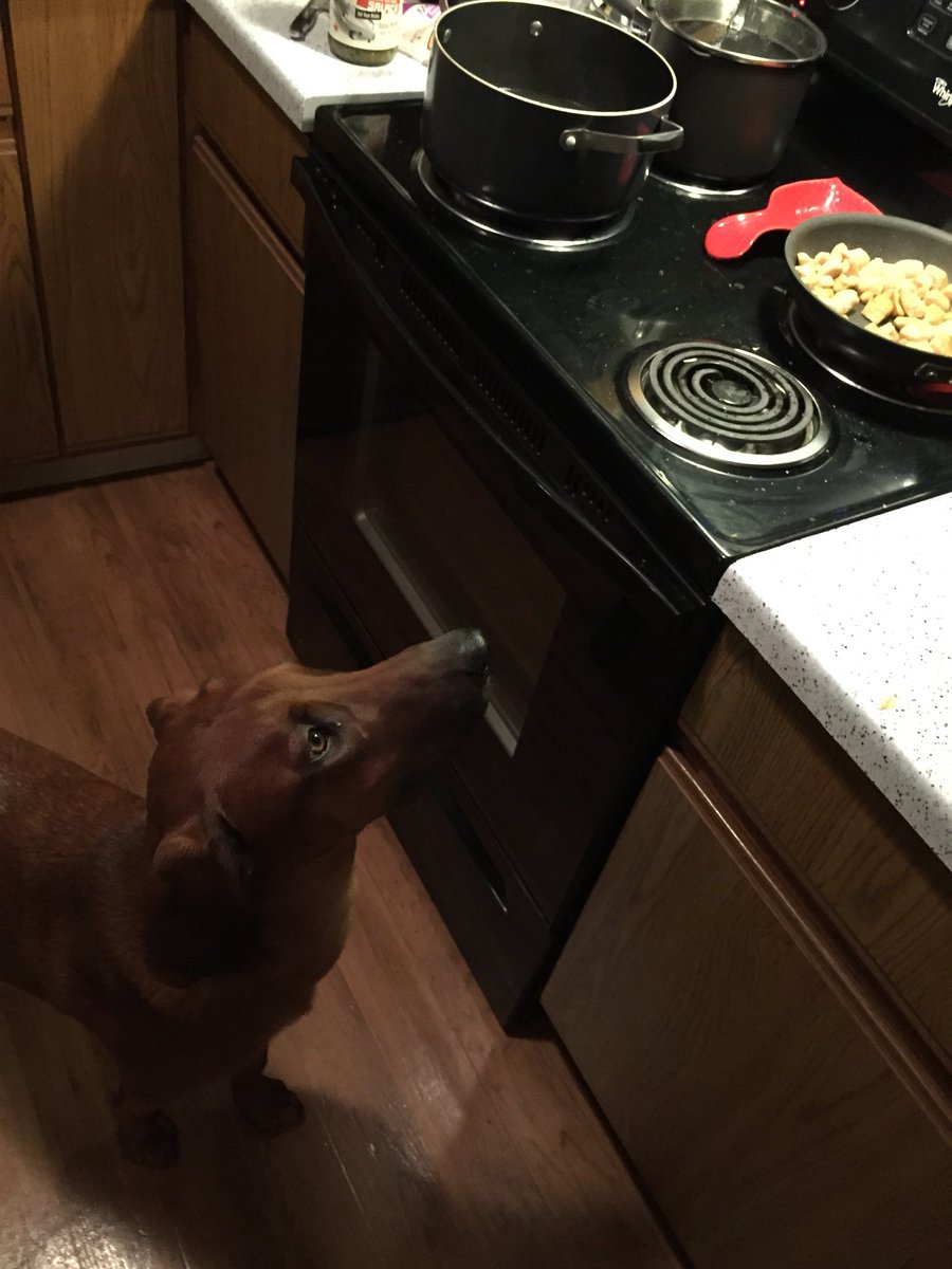 BragoDoggo's tweet photo. A watched pot never boils, but I don’t want what’s in the pot. I want that chicken. #doginthekitchen https://t.co/4tsxeFAmAg