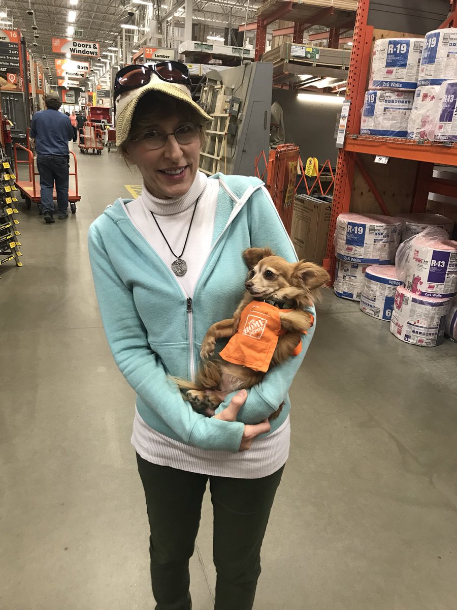 Matt_Virnig's tweet photo. Meet Sugar the long-haired chihuahua.  He visited the Calhoun Home Depot today in his orange doggie apron!   @KevinCornettTHD https://t.co/9gJ4dRj4aL