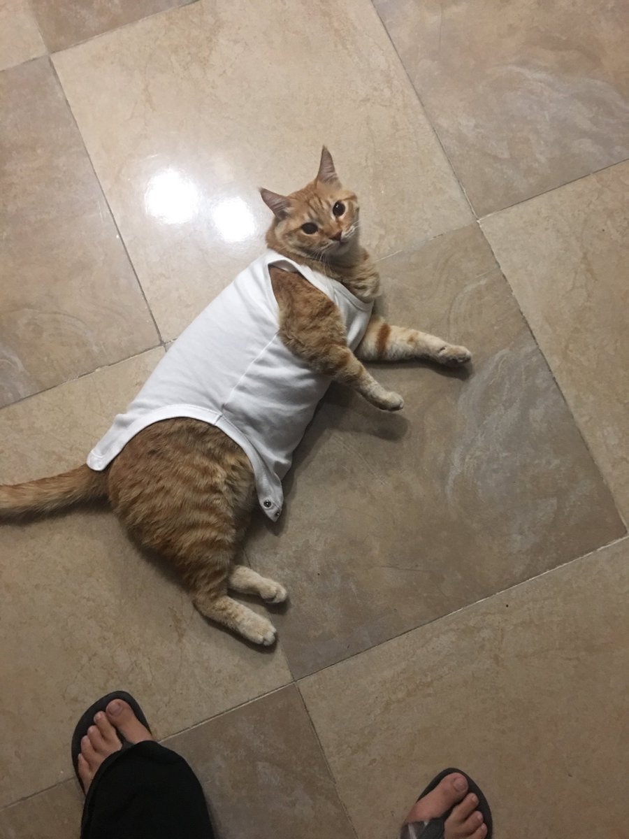 Just my cat in a onesie