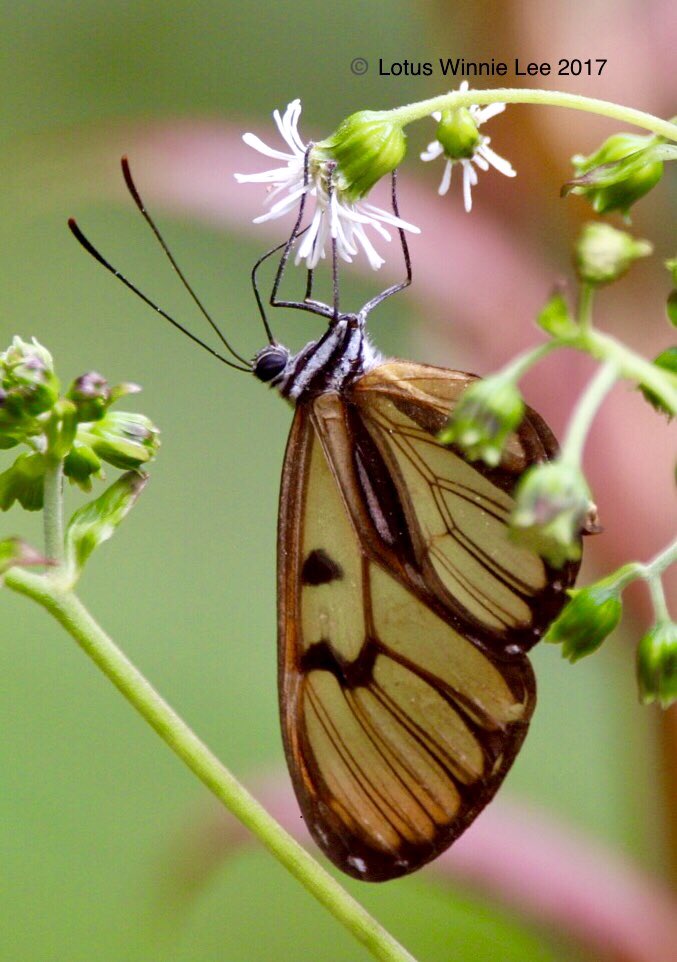 lotuswinnielee's tweet photo. Another #glasswingedbutterfly in Ecuador #clearwingedbutterfly #glasswinged #butterfly #birdingtrip #nature #wildlife https://t.co/s81GhK6Wru