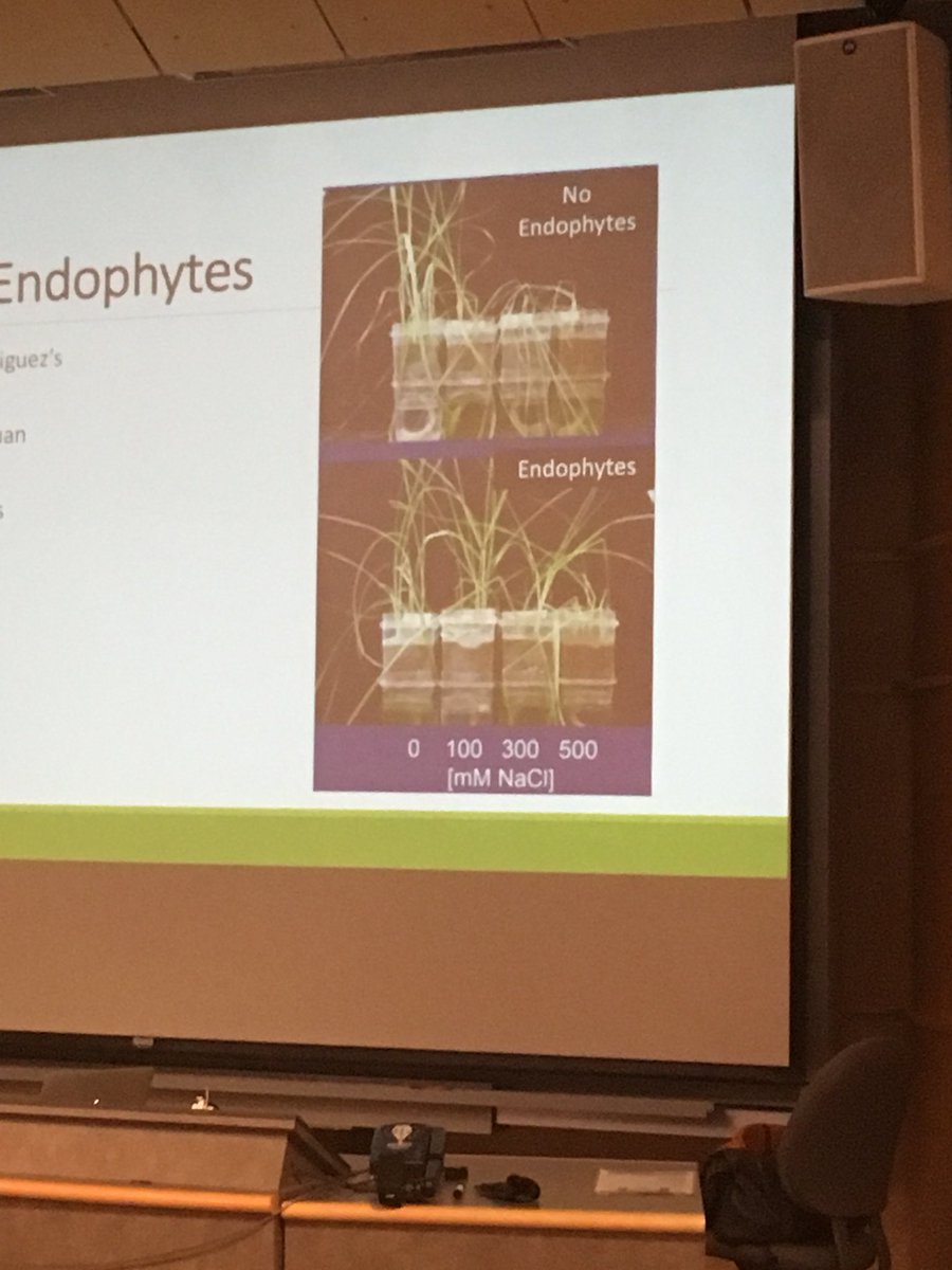 _AtomAndy's tweet photo. Addition of endophytes helps plants grow even in high salt environments! #poecap https://t.co/YYHtd0JVLp