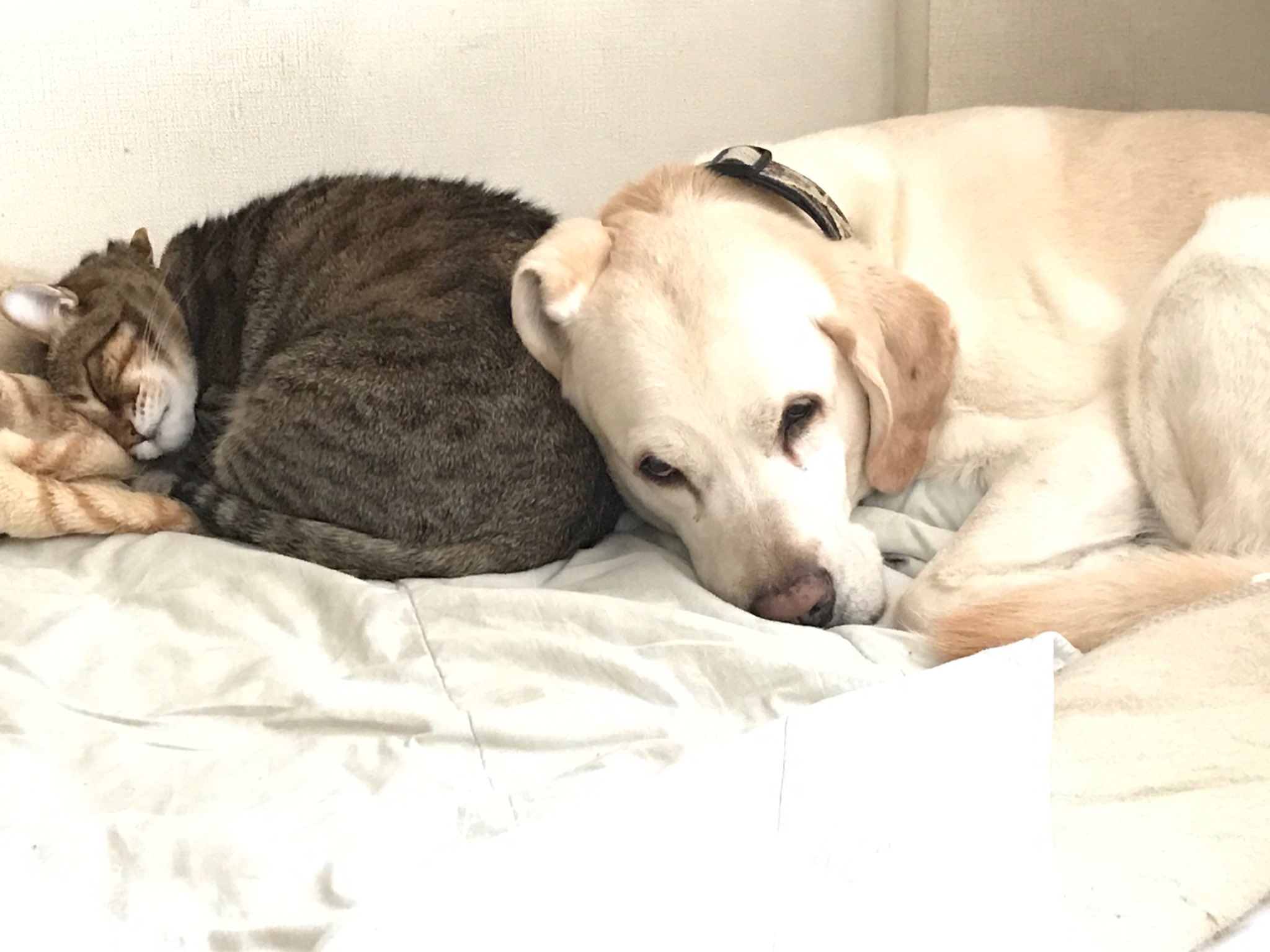 Yuki A いつもは寝ている犬に猫がくっつくパターンなのに 今日は珍しく 犬 の方からそっと猫を枕にした 猫に怒られないように じわじわ重みをかける作戦 今日のアルマツ 巨猫と大型犬 電気毛布愛好会 仲良し犬猫 ニャンモナイト シンクロナイズド
