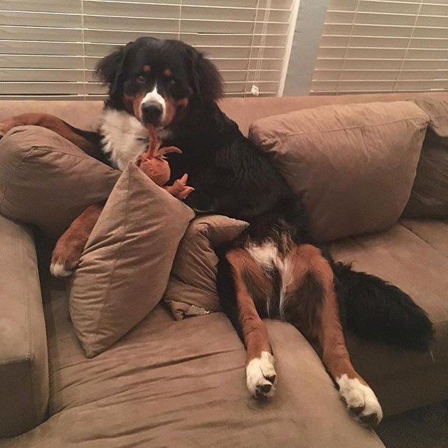 beatrixandmidge's tweet photo. Creative seating concepts. #freestylin #bernerbrain @mydearwatson_bmd https://t.co/3ibAwTm3tC https://t.co/pd7bJMPUJg
