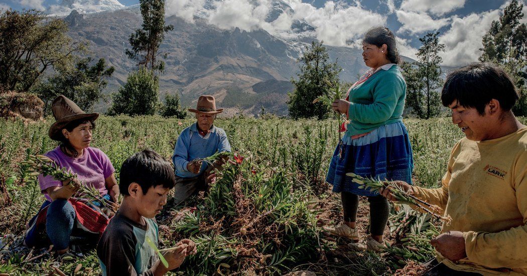 1worldbracelet's tweet photo. Climate change is melting icecaps in the Andes, releasing water into Peru's deserts, and allowing farmer's to grow more food than ever before. But how long will this last? Read this New York Times article and find out whats happening: https://t.co/Cdnchhl76r https://t.co/xfV3nIQuju