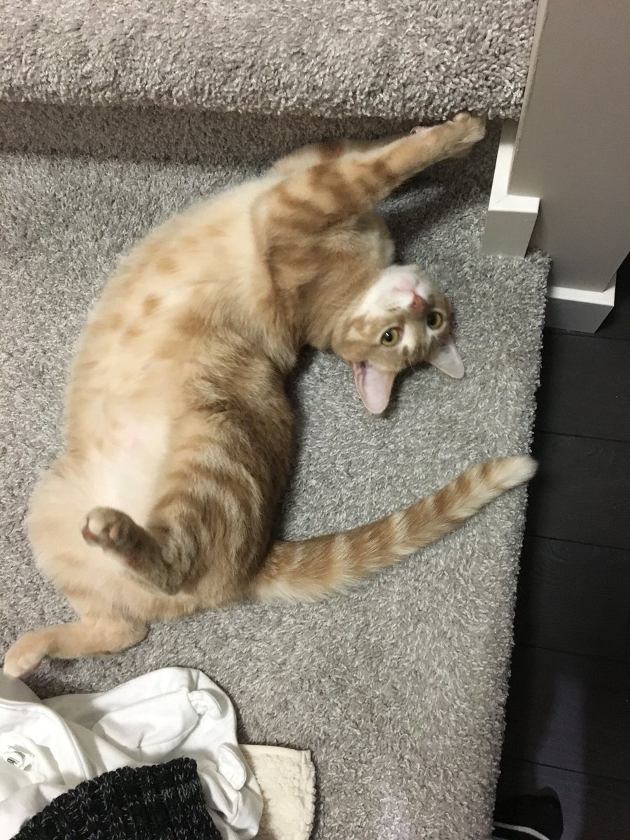 WrigleyTheKitty's tweet photo. You shall not pass! https://t.co/0qaJQlZFt2