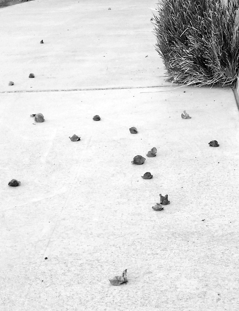 PyrateCmdr's tweet photo. Quick #blackandwhitephotography study. #segartworks #CapnSally #photography https://t.co/GhSBPMtCl9